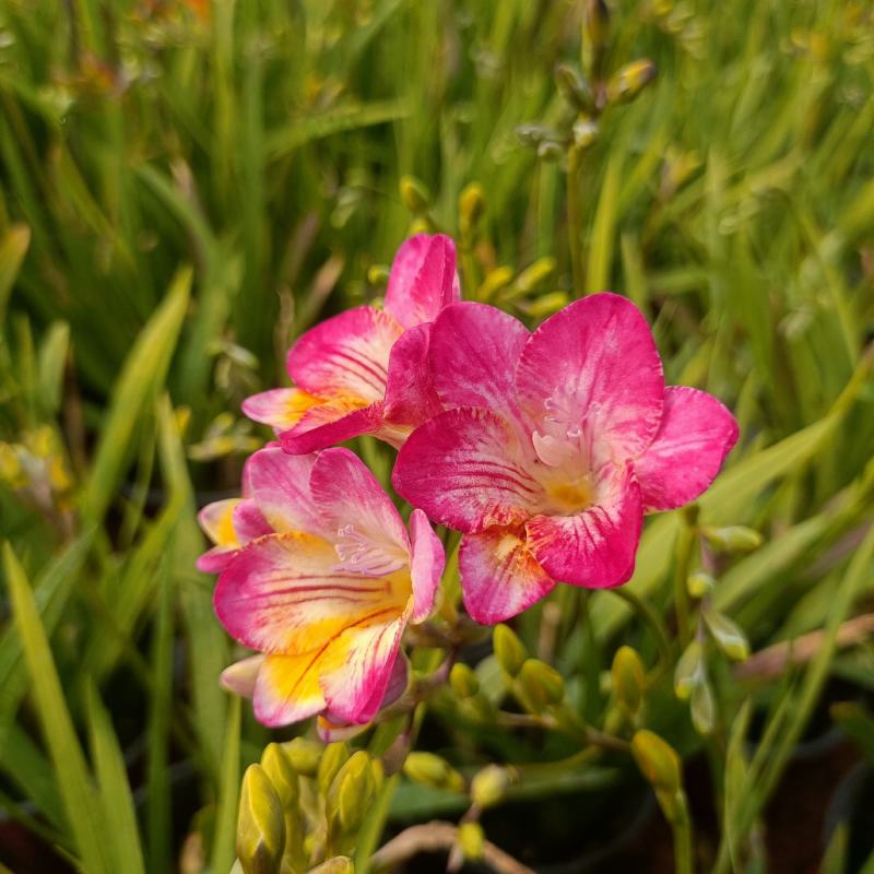 香雪兰盆栽，工程绿化大量批发