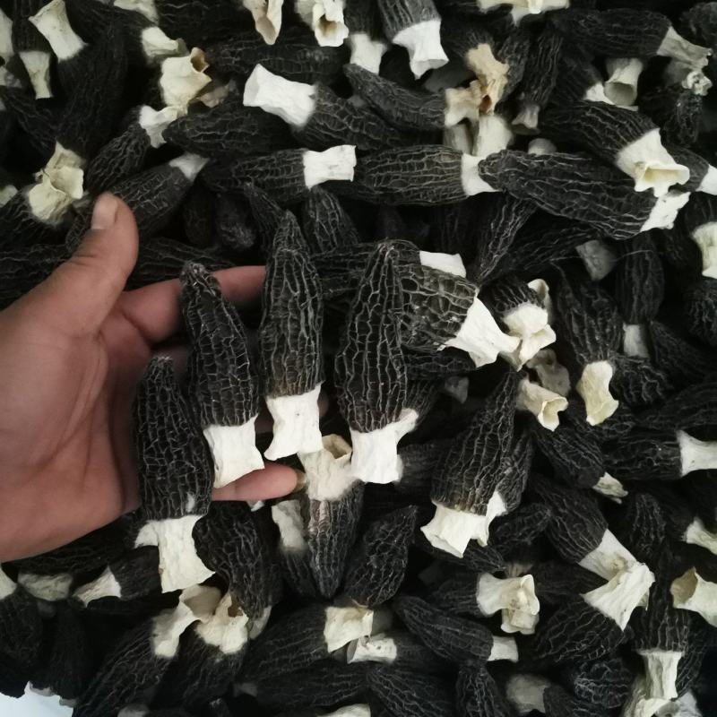 羊肚菌干货