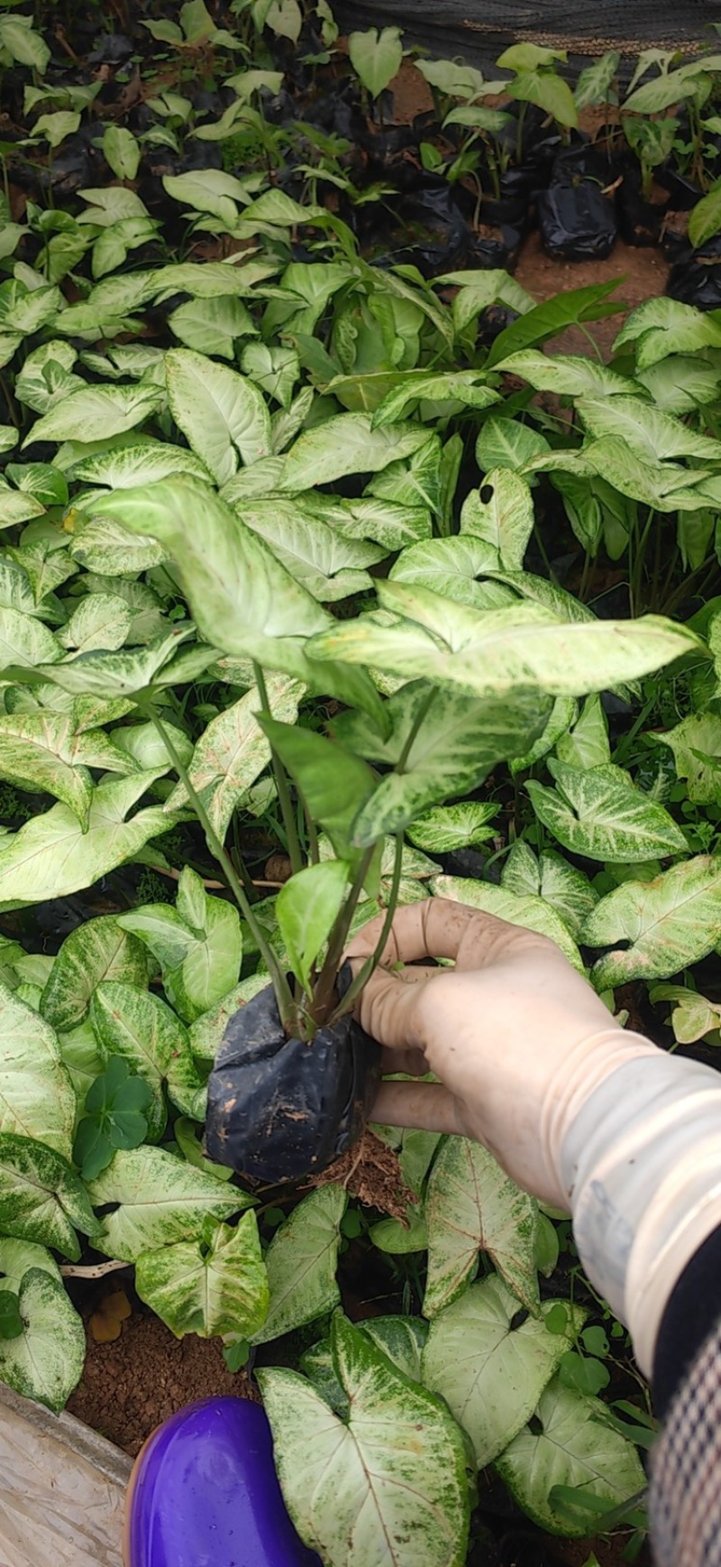 合果芋为多年生蔓性常绿草本植物，是一种观叶植物