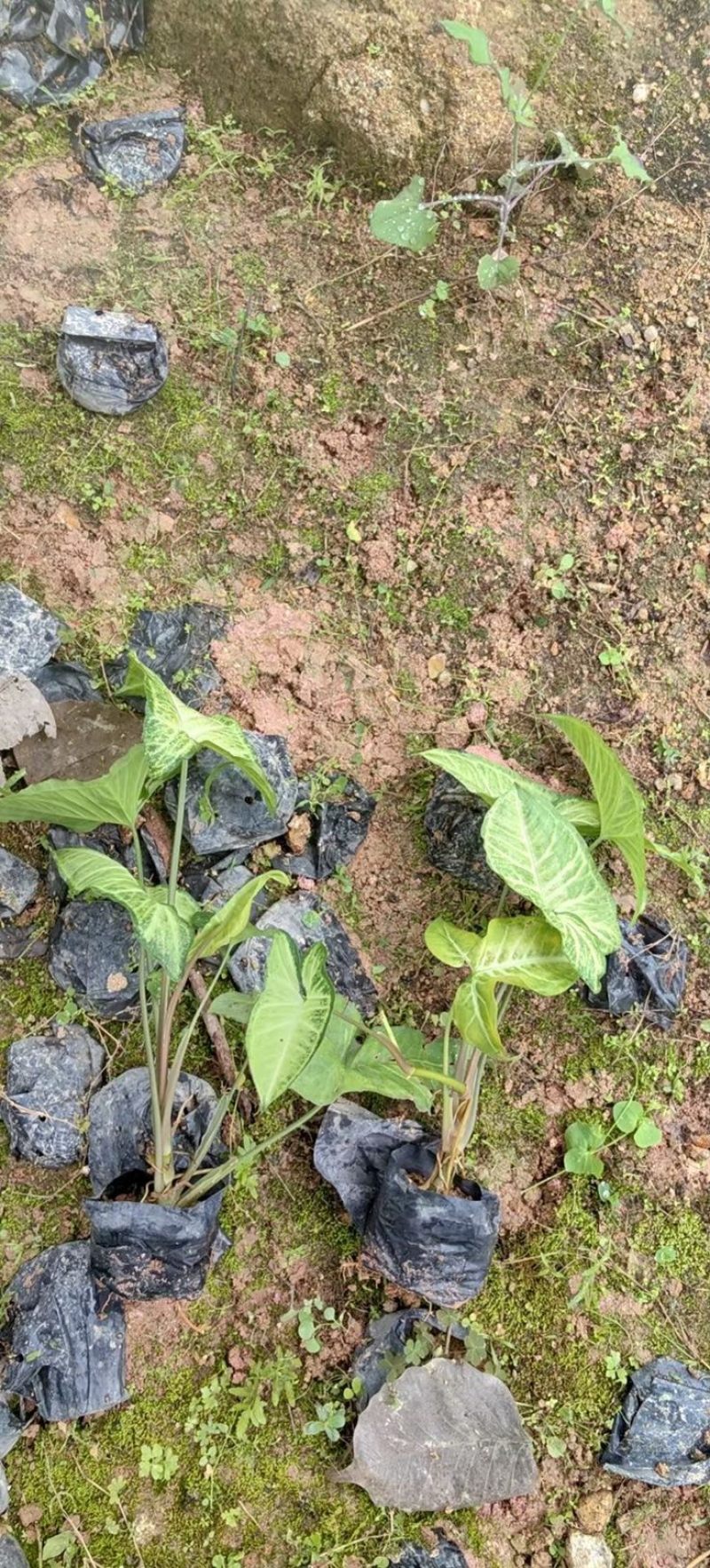 合果芋为多年生蔓性常绿草本植物，是一种观叶植物