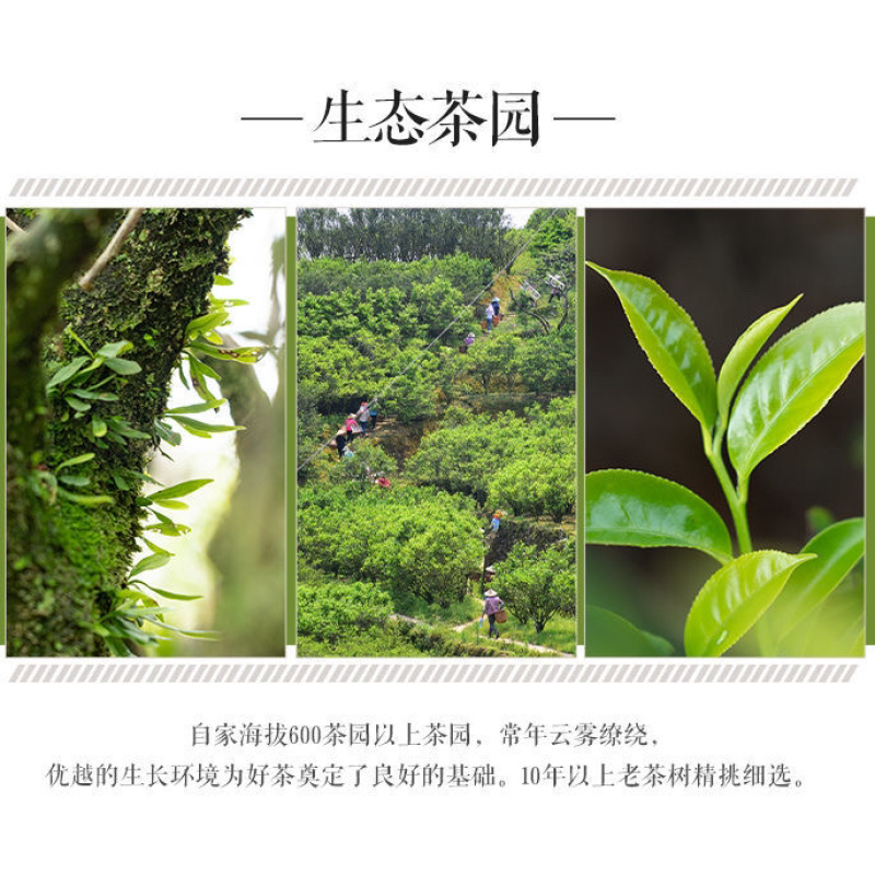 宋种凤凰单丛春摘乌岽高山老枞树甘醇茶农直销凤凰山直发