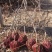 凌霄树苗，2-8公分，基地大量批发