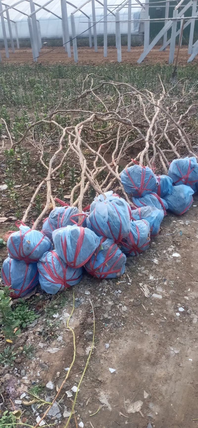 凌霄树苗，2-8公分，基地大量批发