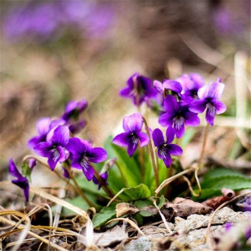 【紫花地丁】精品紫花地丁大量供应规格齐全现挖现发推荐
