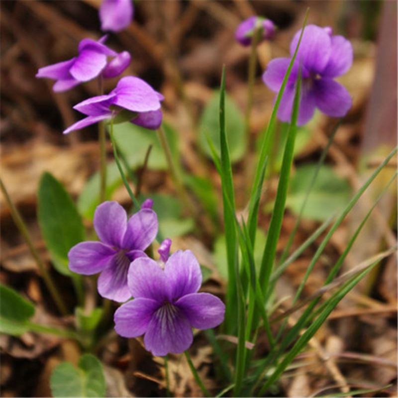 【紫花地丁】精品紫花地丁大量供应规格齐全现挖现发推荐