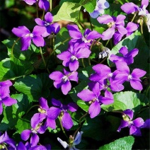 【紫花地丁】精品紫花地丁大量供应规格齐全现挖现发推荐