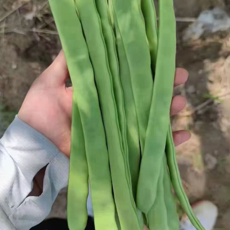 绿龙3号扁豆种子四季豆扁条架豆菜豆种籽早熟无筋豆种