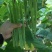 绿龙3号扁豆种子四季豆扁条架豆菜豆种籽早熟无筋豆种