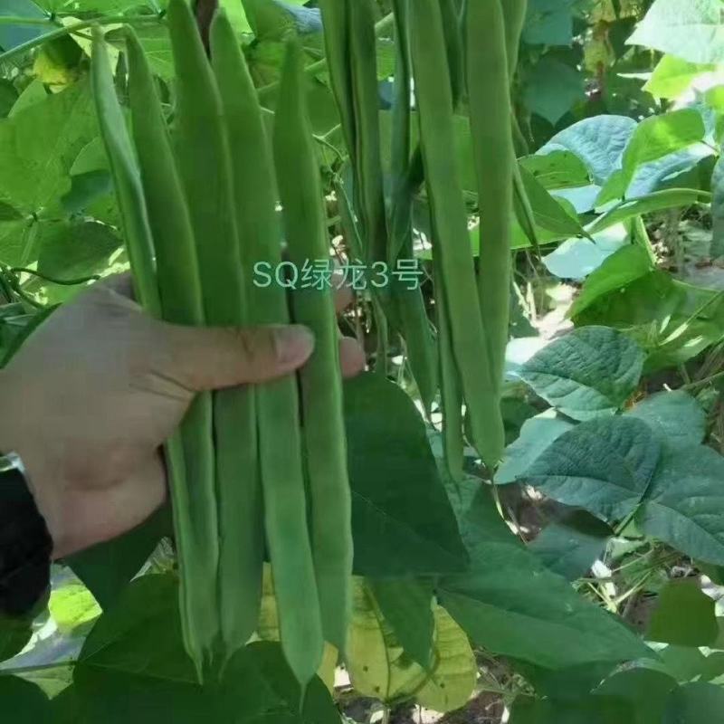 绿龙3号扁豆种子四季豆扁条架豆菜豆种籽早熟无筋豆种