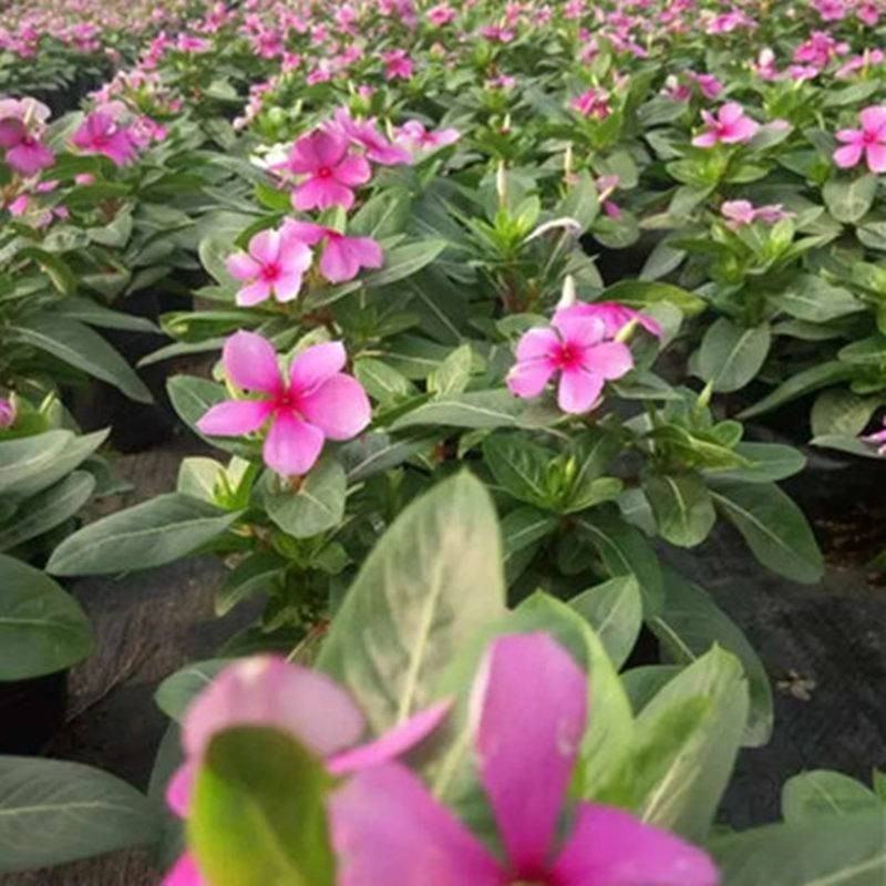【长春花】精品长春花颜色靓丽美观成活率高耐寒精品