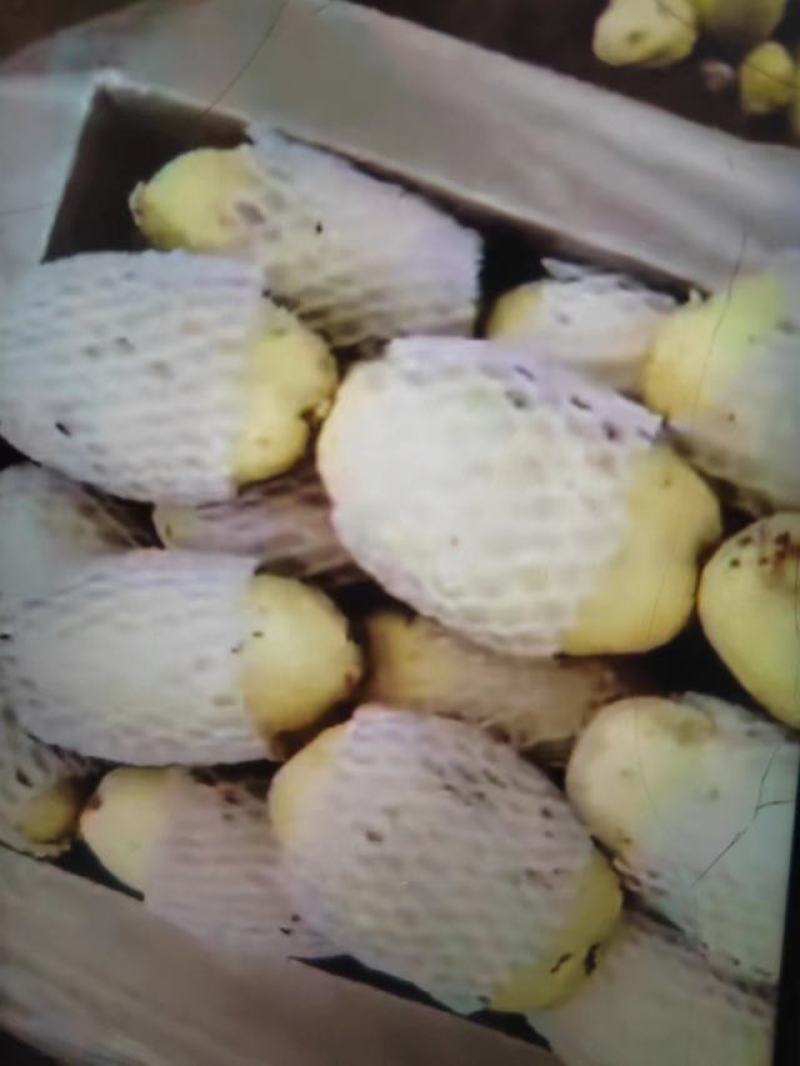 山东济宁烟薯蜜薯烤地瓜各种规格欢迎咨询