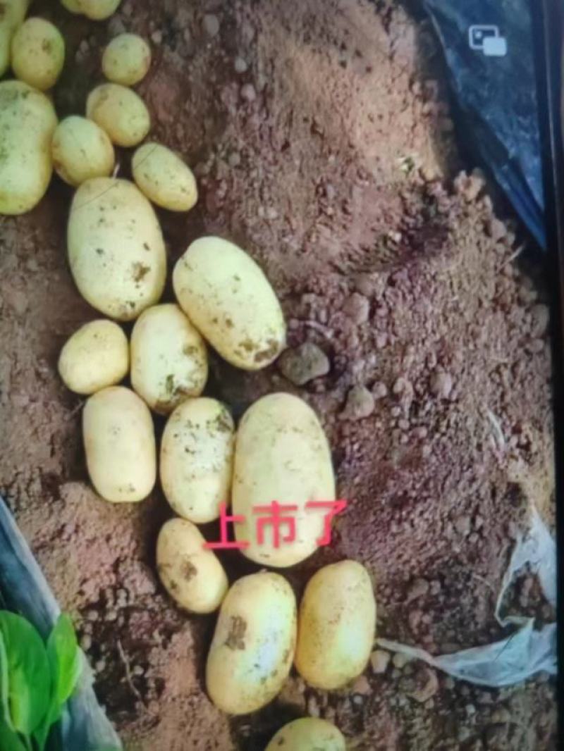 山东济宁烟薯蜜薯烤地瓜各种规格欢迎咨询