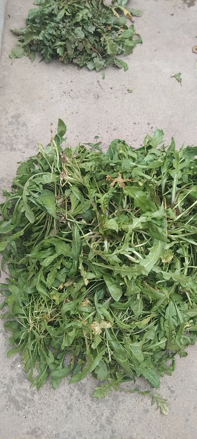 山东济宁烟薯蜜薯烤地瓜各种规格欢迎咨询
