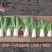 新品种奶香白邦小青菜种子直立型早熟小白菜种子纤维少