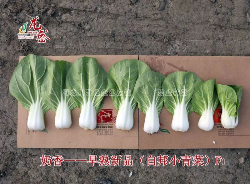 新品种奶香白邦小青菜种子直立型早熟小白菜种子纤维少