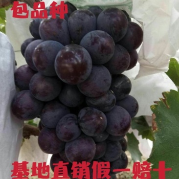 优质户太八号葡萄苗高产量品种纯免费提供技术指导