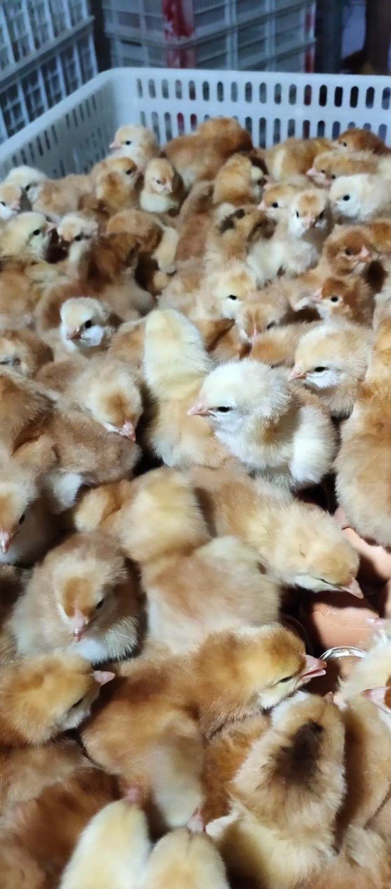 红玉鸡苗，九斤红鸡苗孵化场