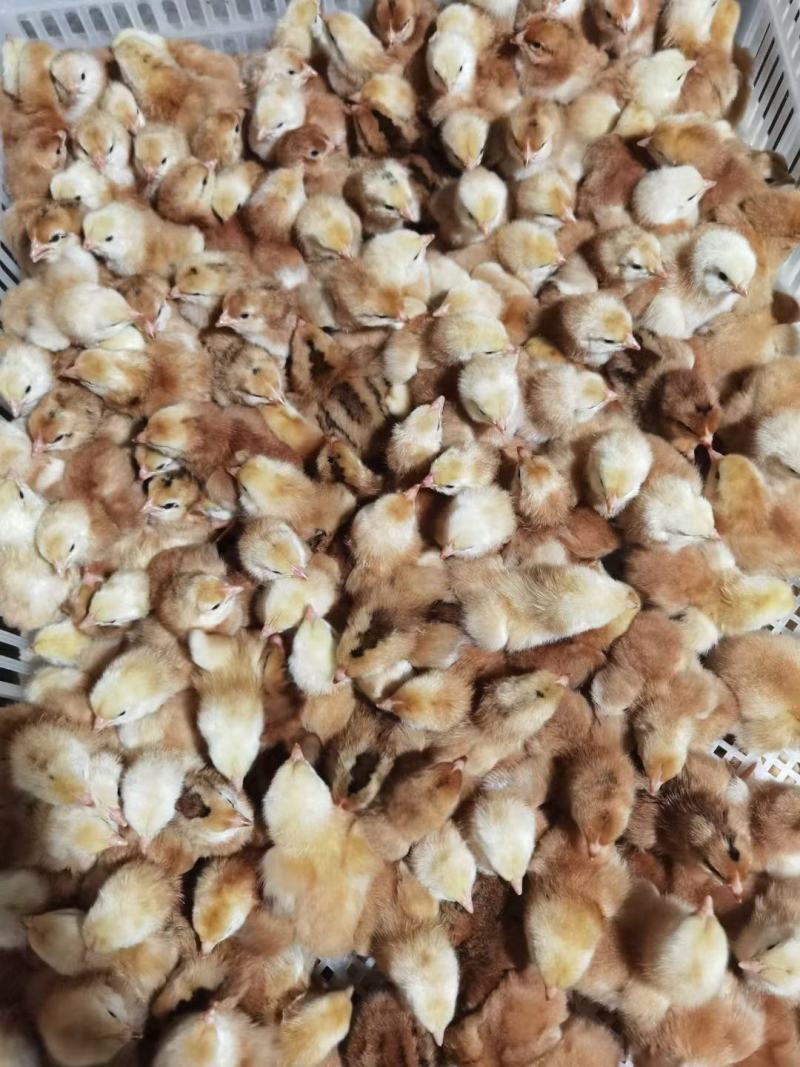 红玉鸡苗，九斤红鸡苗孵化场