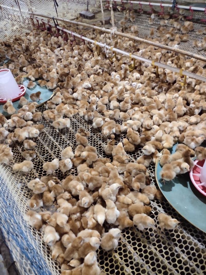 红玉鸡苗，九斤红鸡苗孵化场