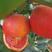 血橙枝条，塔罗科8号血橙接穗，晚熟大果血橙，嫁接芽条