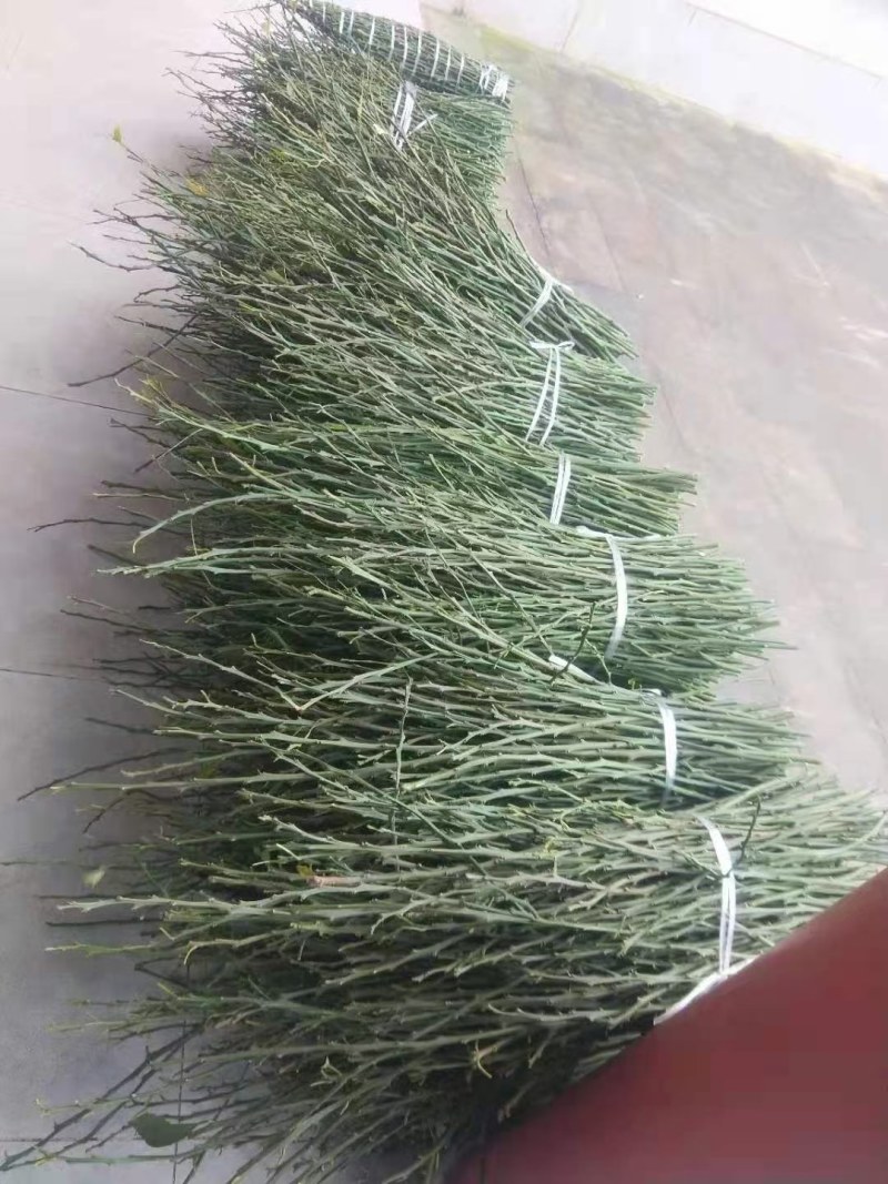 血橙枝条，塔罗科8号血橙接穗，晚熟大果血橙，嫁接芽条