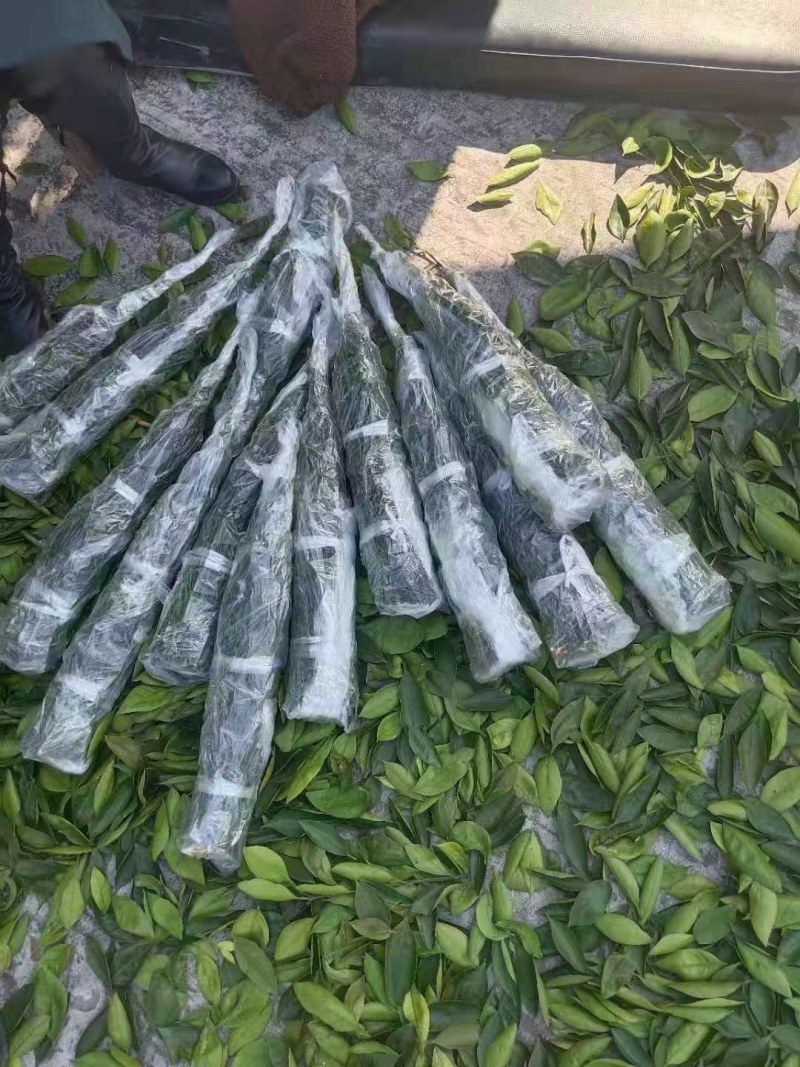 血橙枝条，塔罗科8号血橙接穗，晚熟大果血橙，嫁接芽条