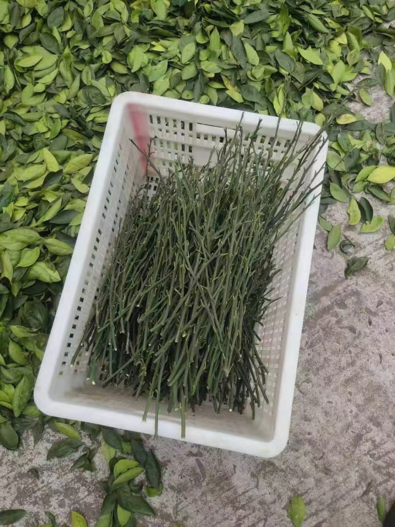 血橙枝条，塔罗科8号血橙接穗，晚熟大果血橙，嫁接芽条