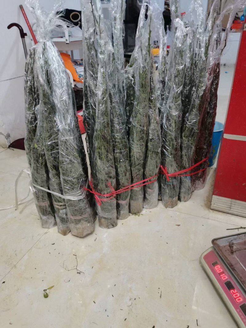 血橙枝条，塔罗科8号血橙接穗，晚熟大果血橙，嫁接芽条