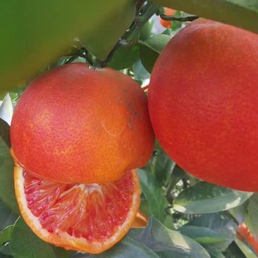 血橙枝条，塔罗科8号血橙接穗，晚熟大果血橙，嫁接芽条