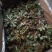 野生苦碟菜10斤包邮