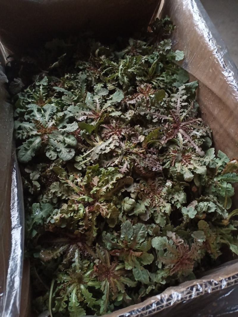 野生苦碟菜10斤包邮