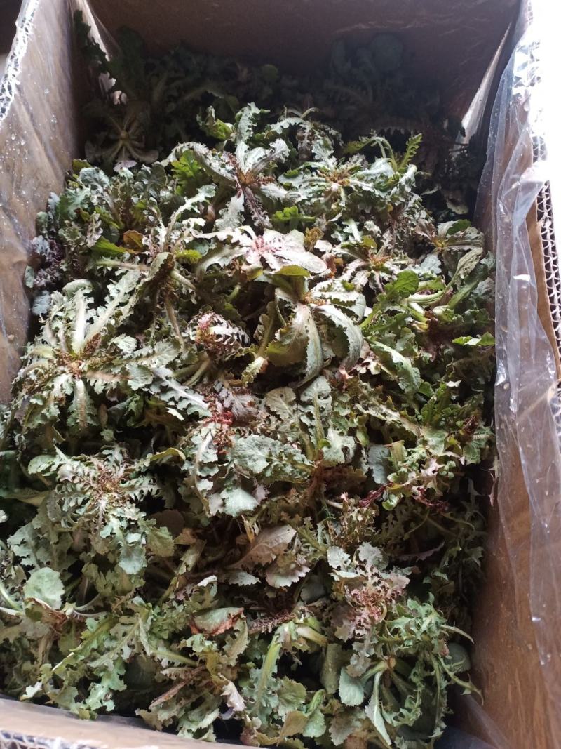 野生苦碟菜10斤包邮