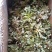 野生苦碟菜10斤包邮