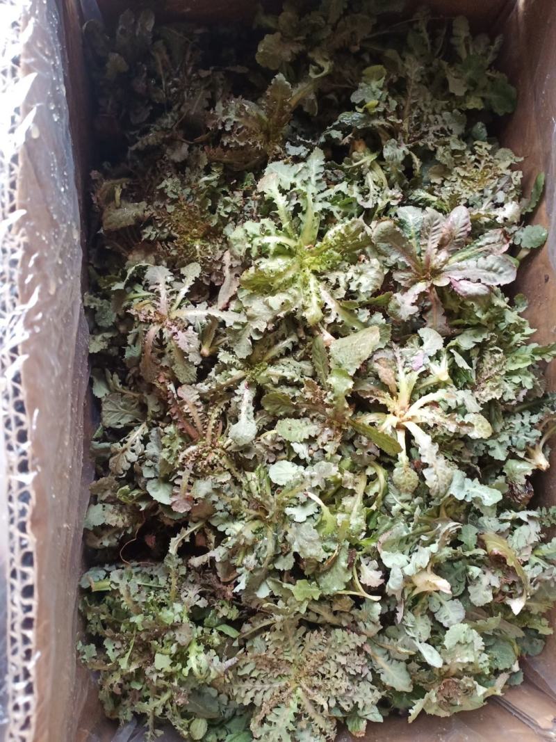 野生苦碟菜10斤包邮