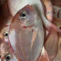 【红立鱼、黄翅鱼】灯光船一晚海鲜货实料、广西北部湾海域
