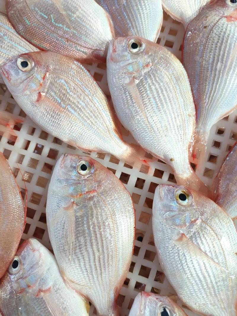 【红立鱼、黄翅鱼】灯光船一晚海鲜货实料、广西北部湾海域