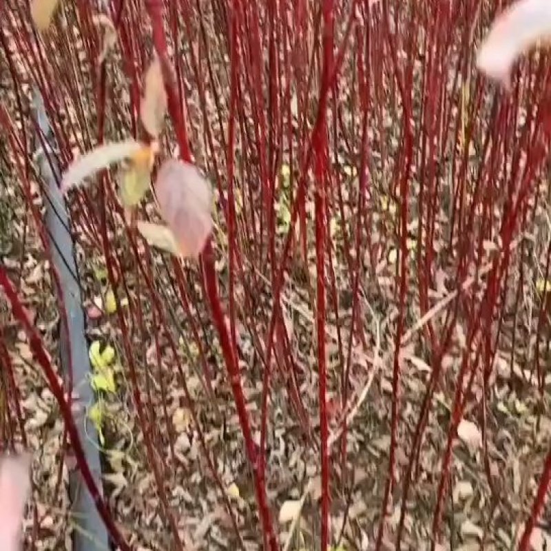 绿化苗木红瑞木，工程苗，装怀苗，床苗