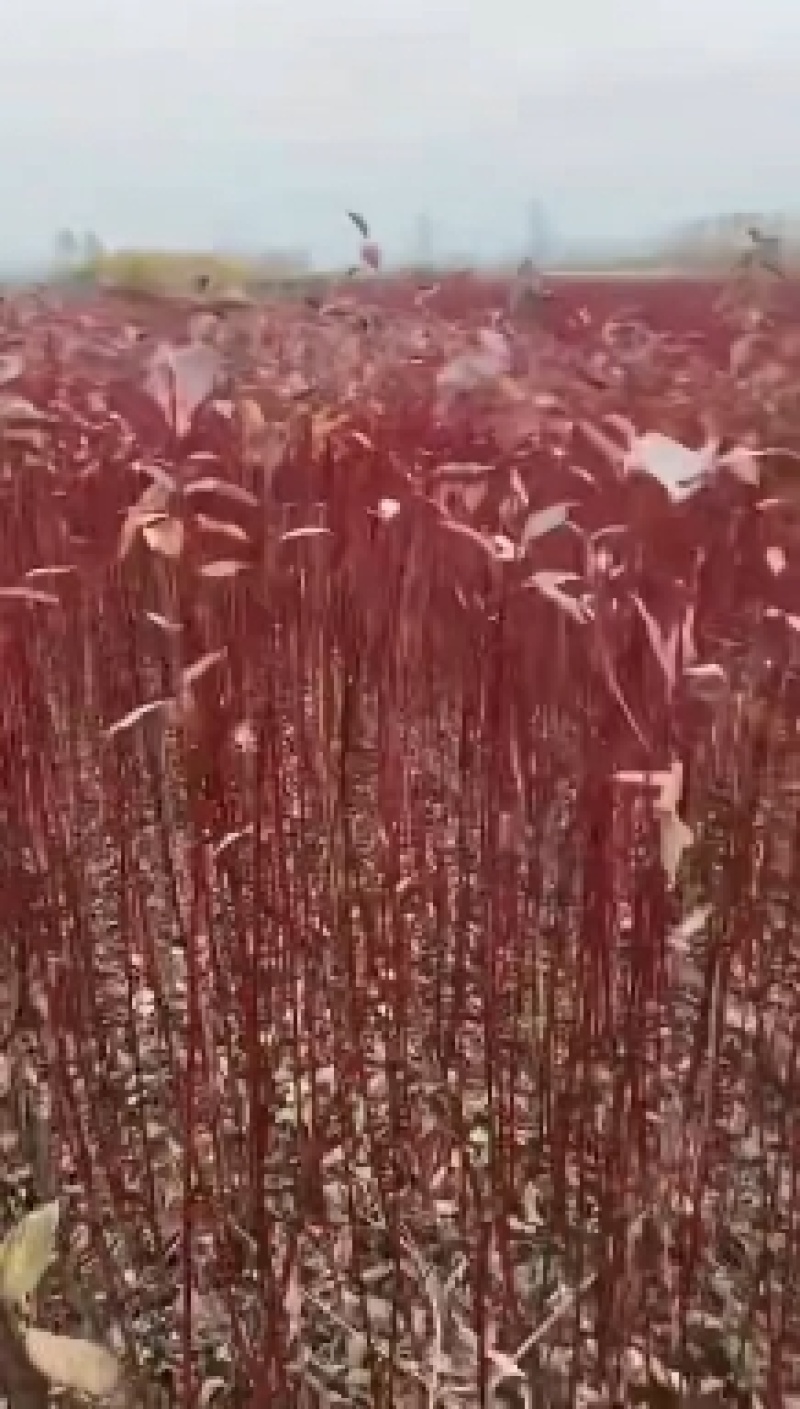 绿化苗木红瑞木，工程苗，装怀苗，床苗
