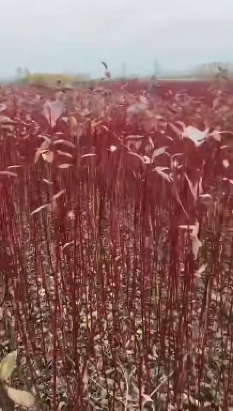 绿化苗木红瑞木，工程苗，装怀苗，床苗