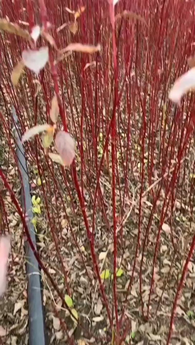 绿化苗木红瑞木，工程苗，装怀苗，床苗