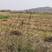 2000亩村委会集体土地旱地水稻田，出租流转