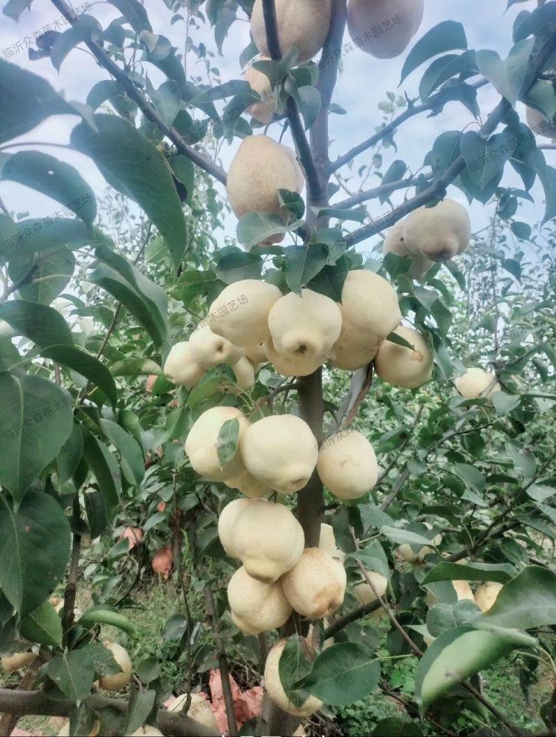 山农酥梨苗—山农酥梨树苗(量大从优)—丹霞红梨新品种梨苗