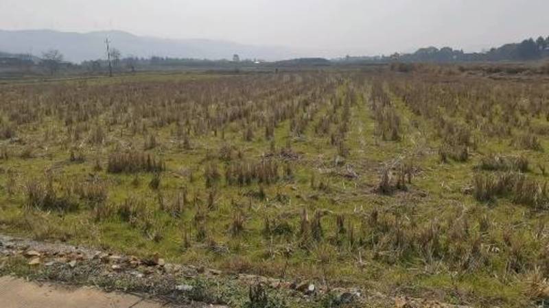 2000亩村委会集体土地旱地水稻田，出租流转