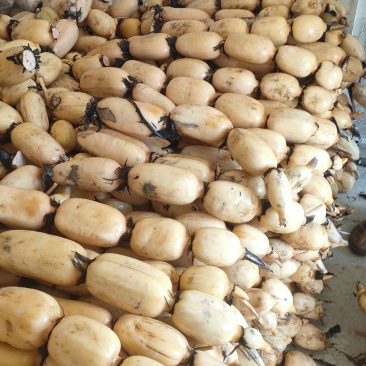 35白嫩莲藕，条形好，个头大，藕节圆，肉质白嫩。