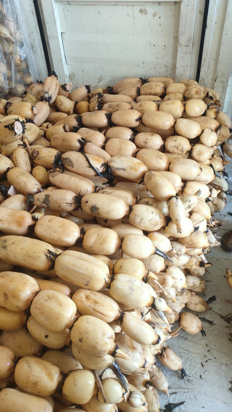 35白嫩莲藕，条形好，个头大，藕节圆，肉质白嫩。