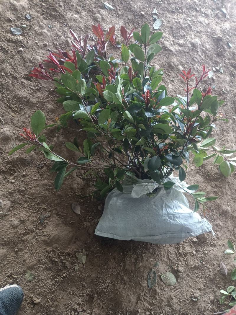 基地直销精品红叶石楠树石楠球石楠工程苗
