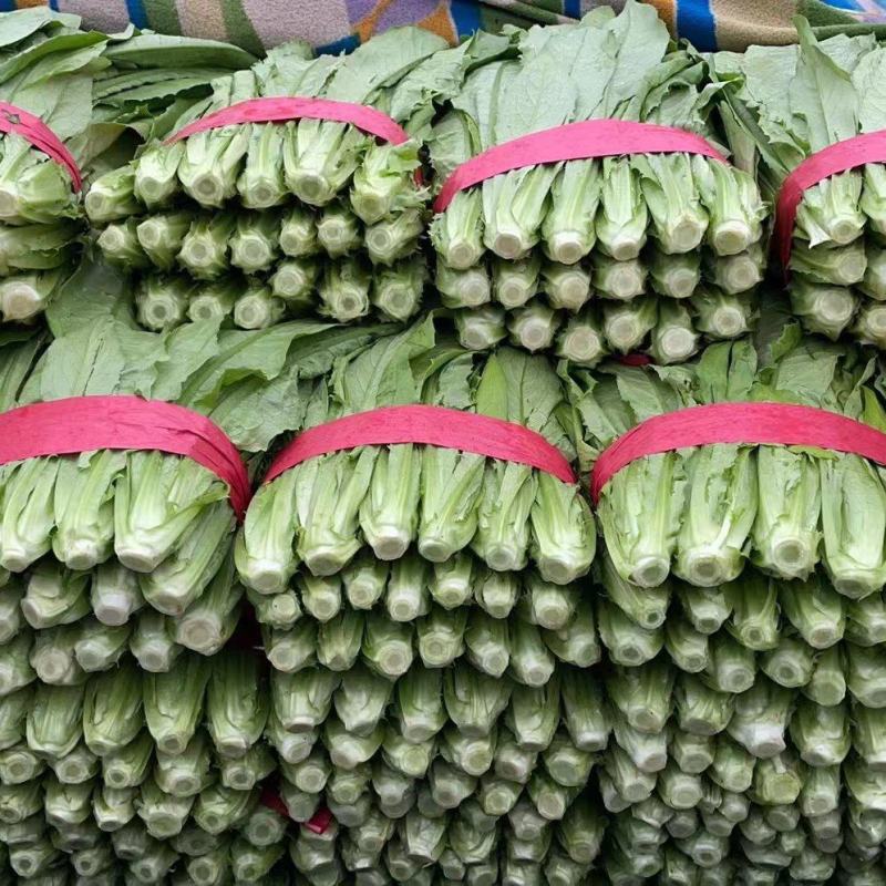 河北油麦菜，本地长年供应各种精品蔬菜