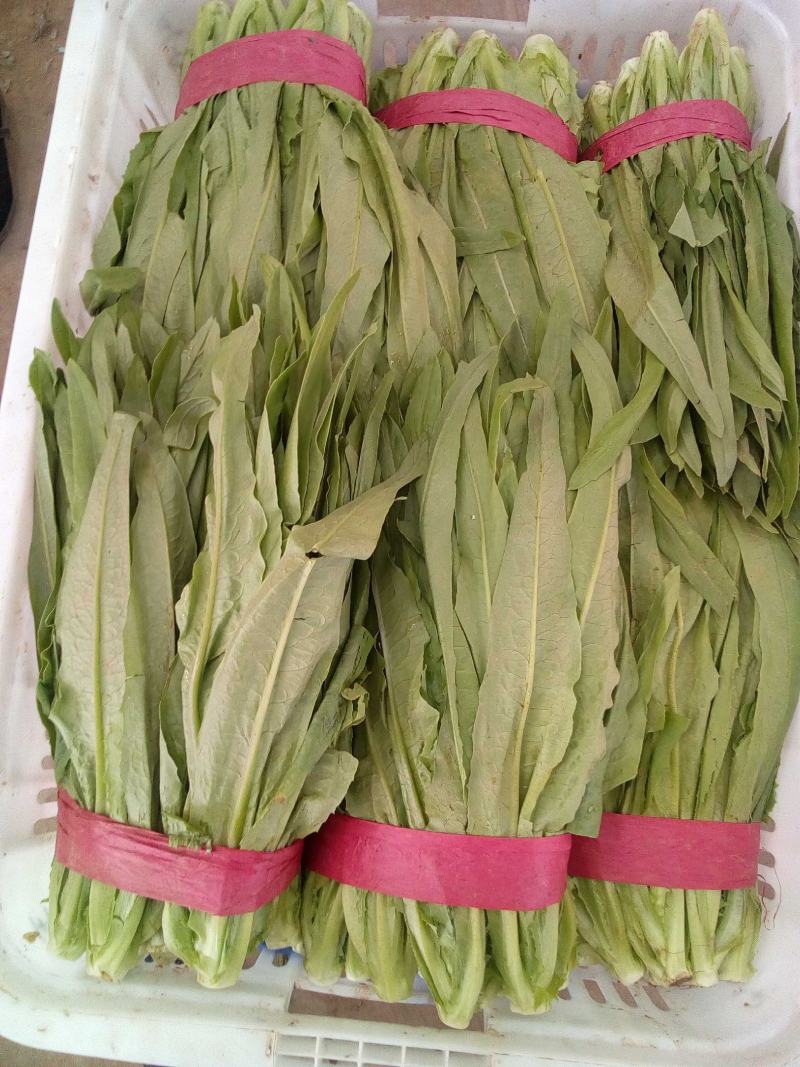 河北油麦菜，本地长年供应各种精品蔬菜