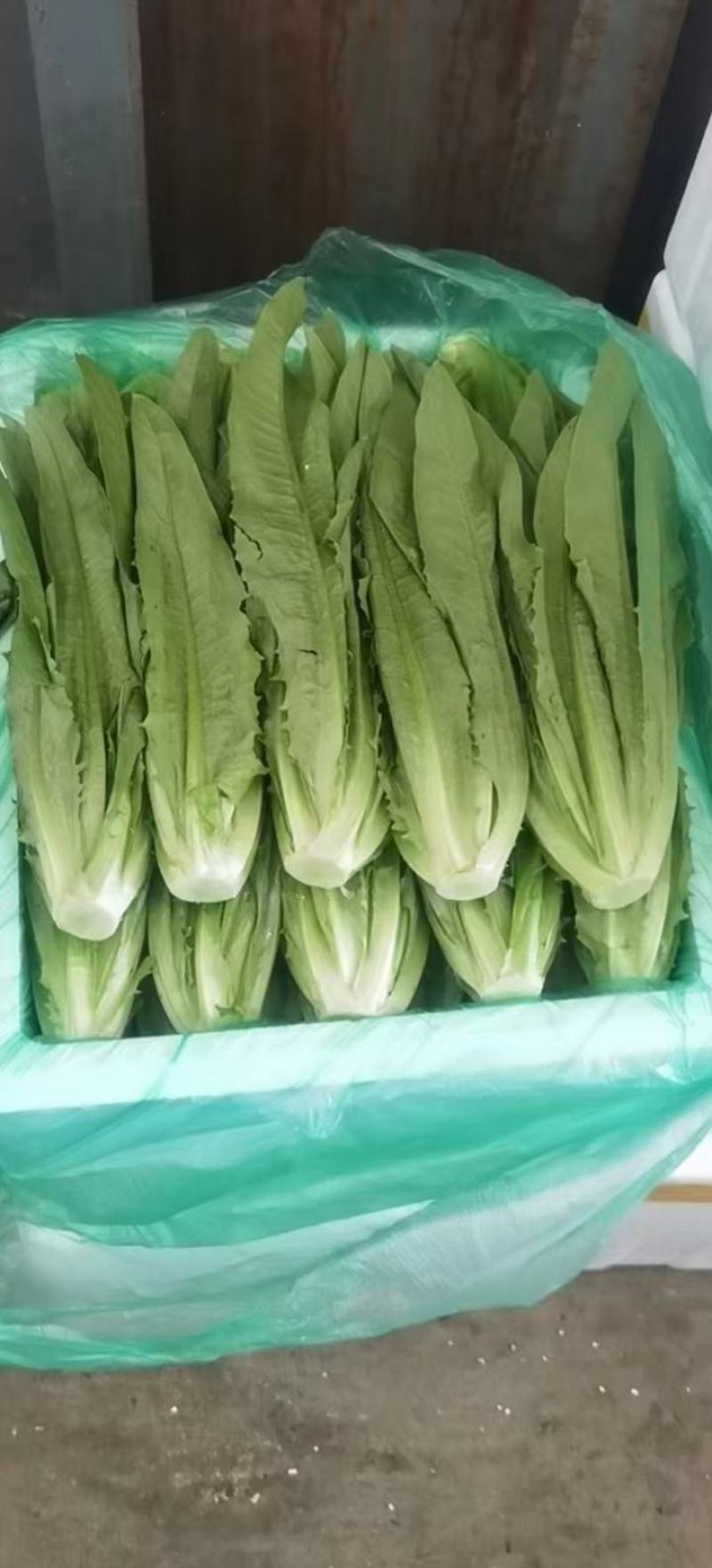 河北油麦菜，本地长年供应各种精品蔬菜