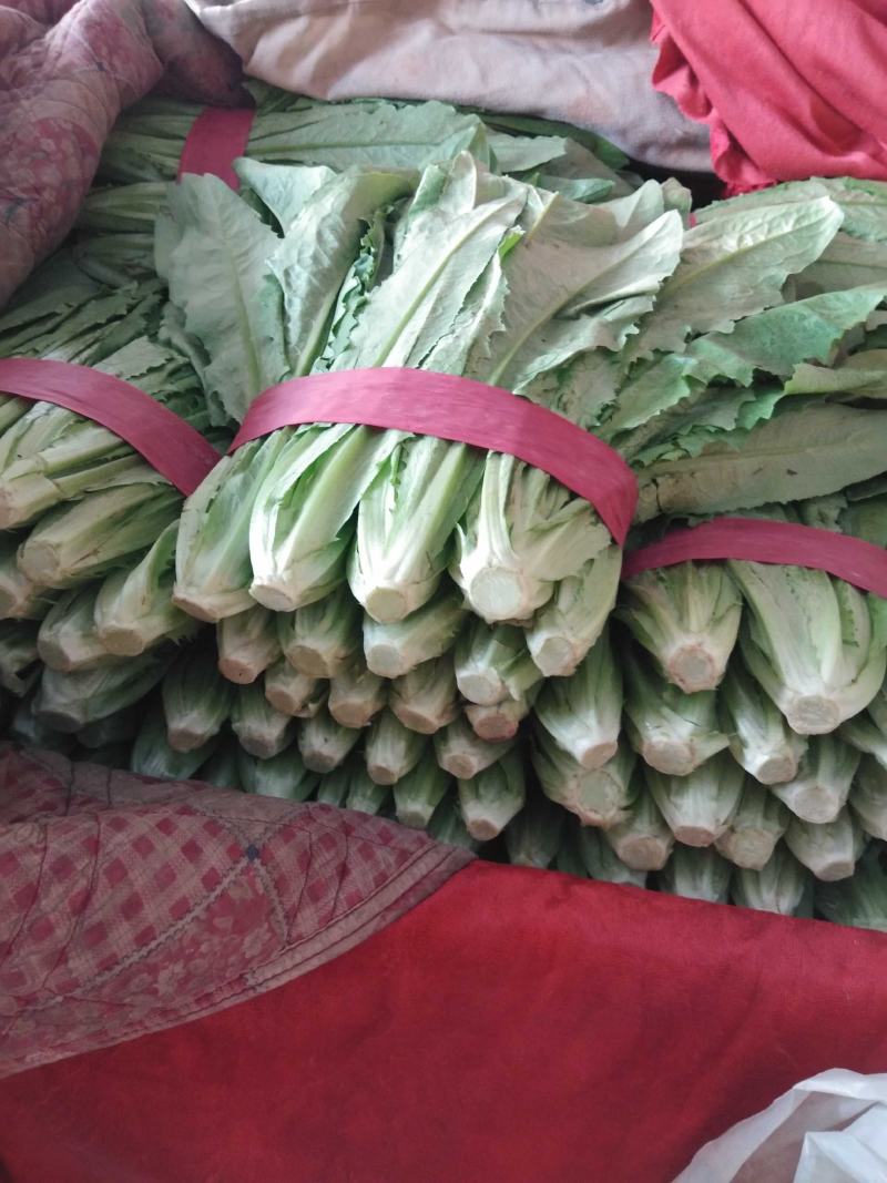 河北油麦菜，本地长年供应各种精品蔬菜